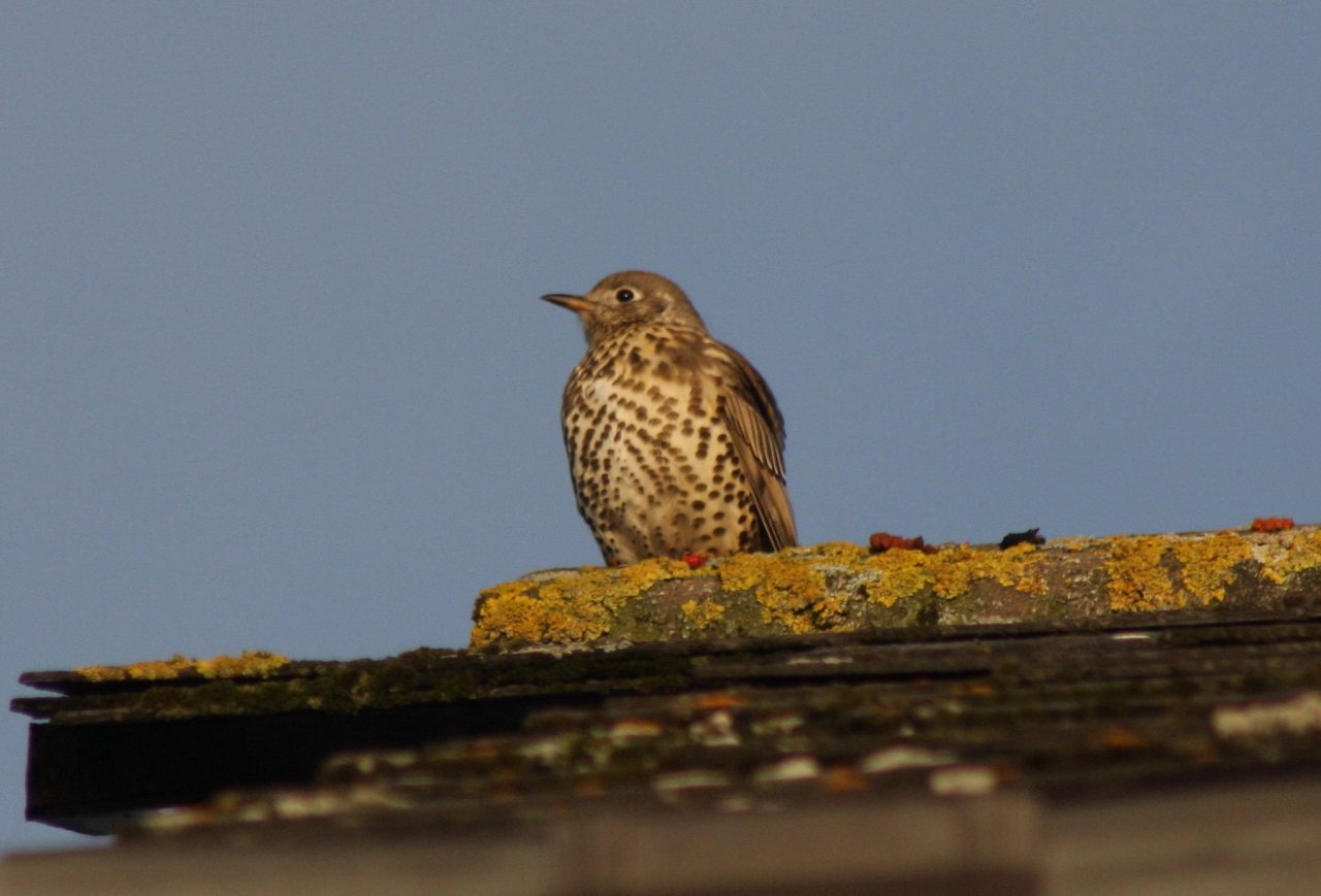 Mistle Thrush