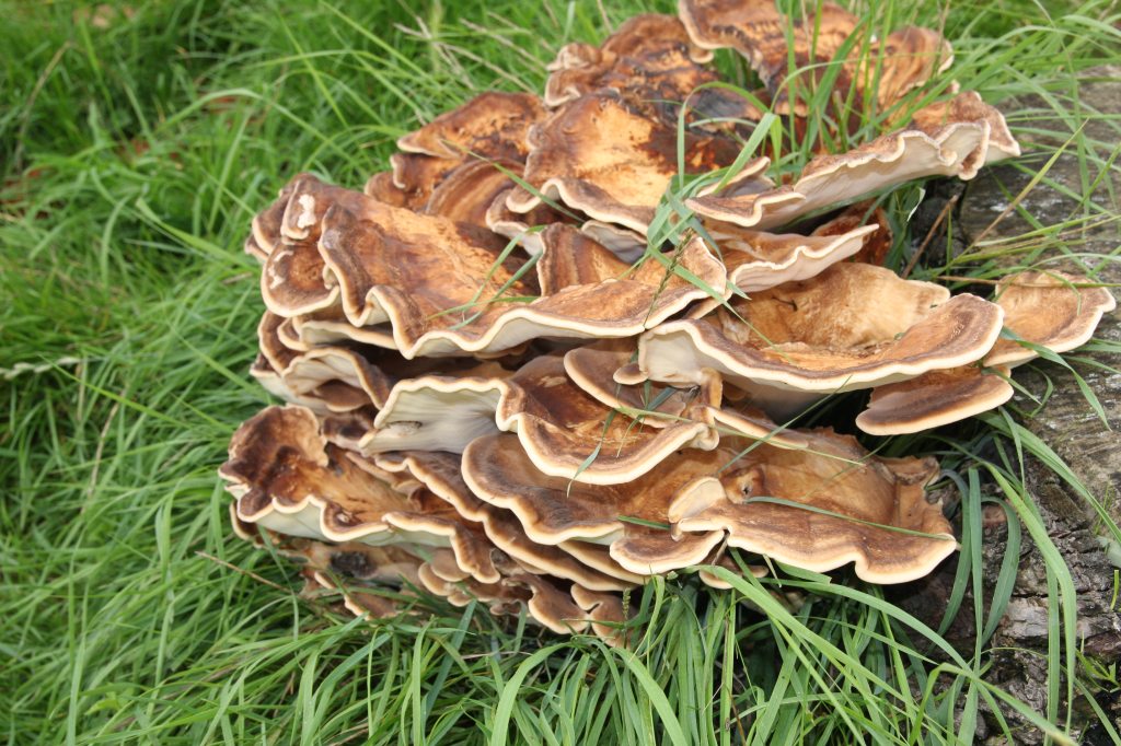 Bracket Fungi