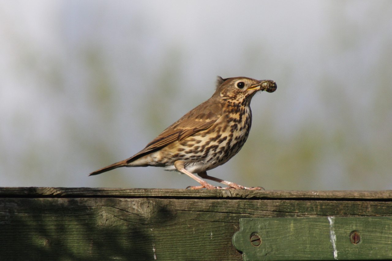 Song Thrush with a Snail