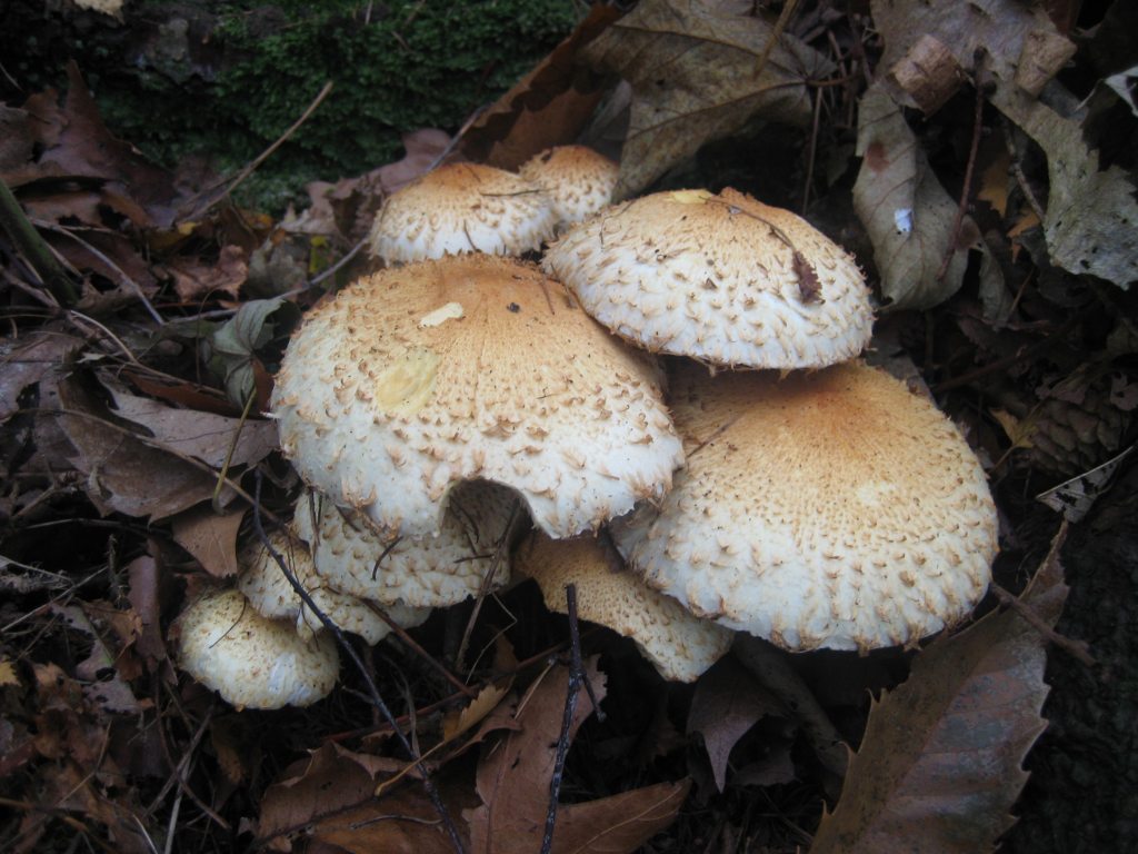 Parasol