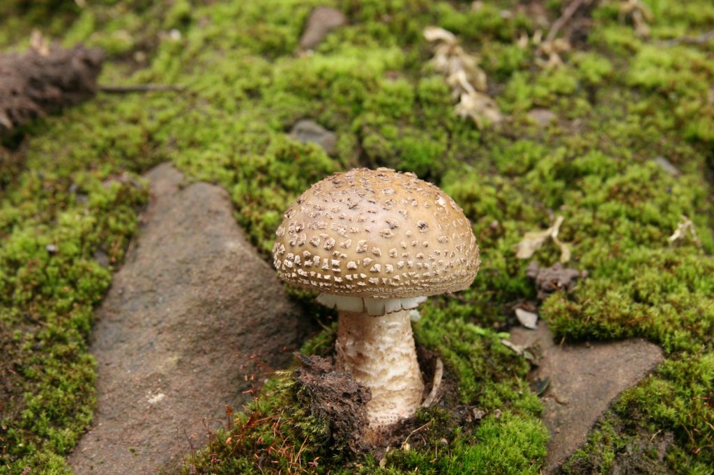 Shaggy Scalycap