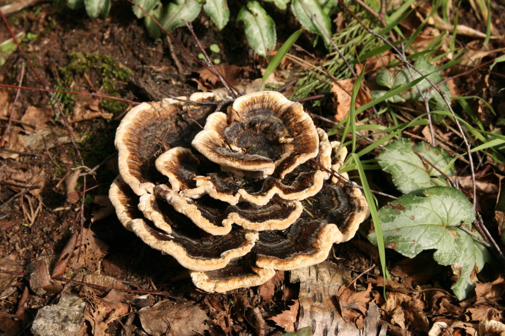 Turkeytail  Bracket