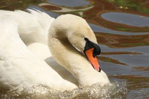  Mute Swan 