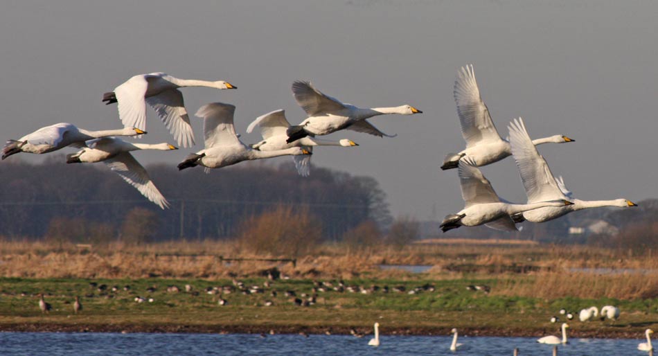 Whooper Swans at Martin Mere