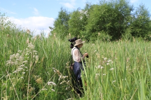 The vegetation in wet meadow 2017