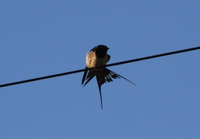 Swallow