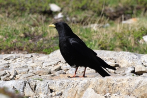 Alpine Chough