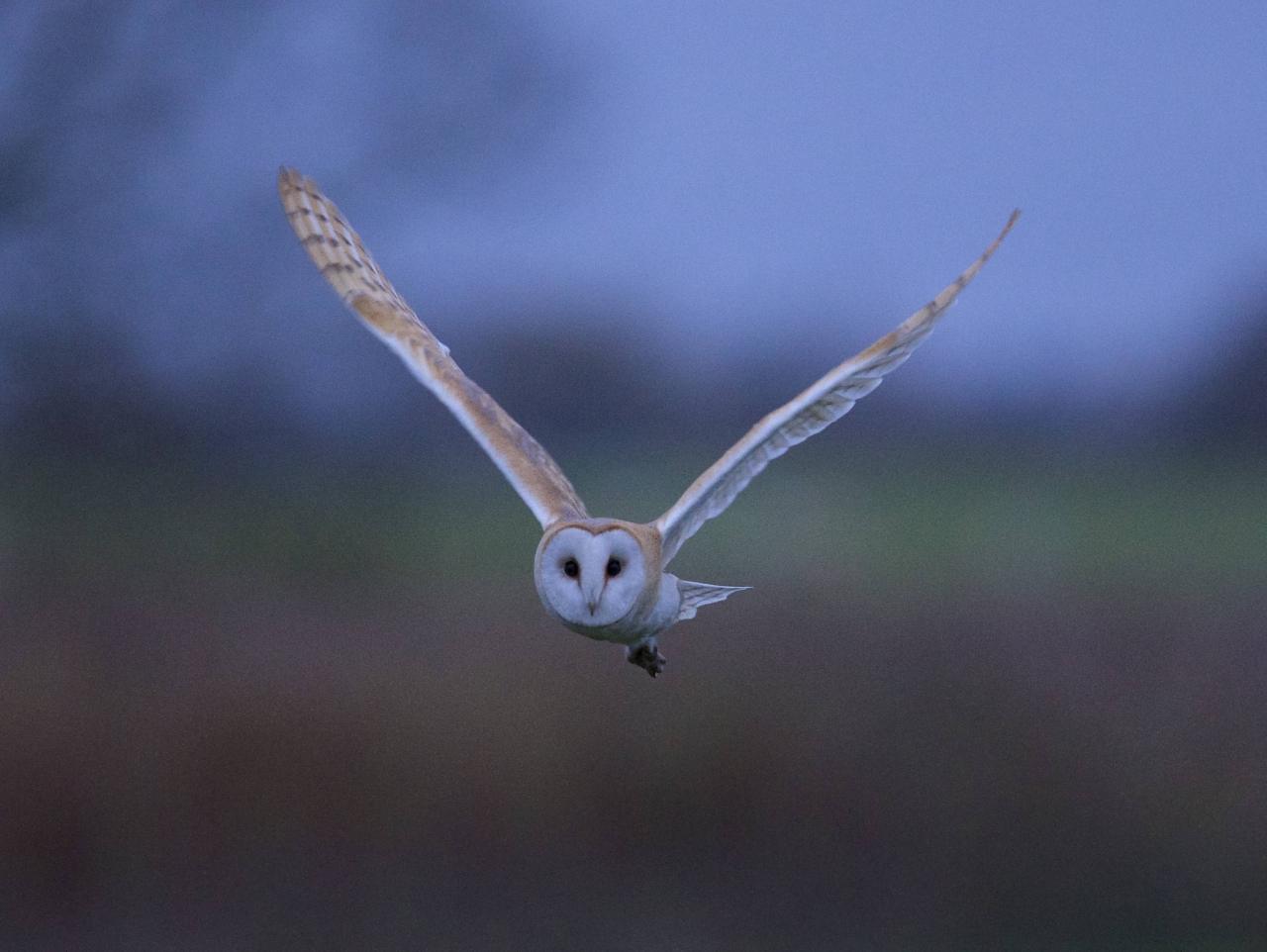 Barn Owl
