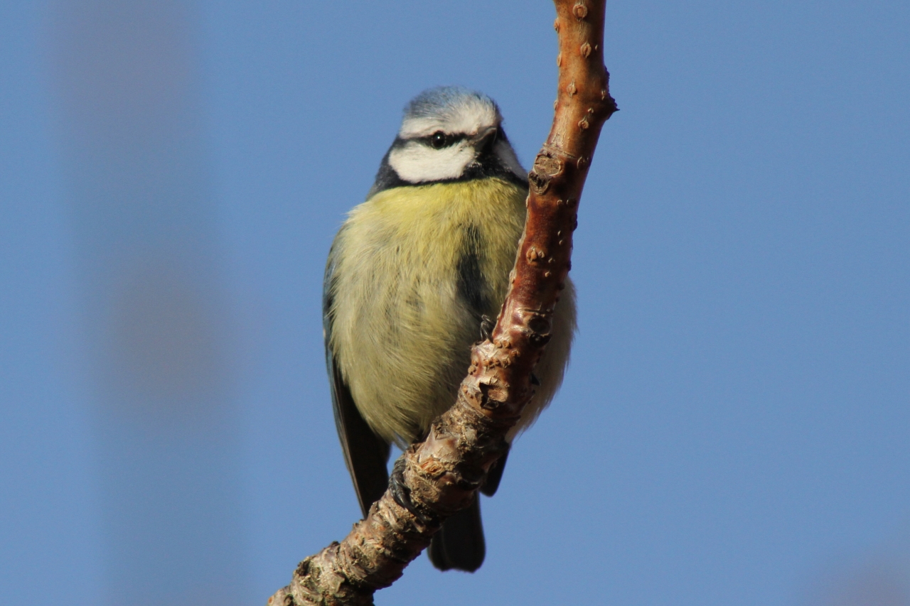 Blue Tit  Blue Tit