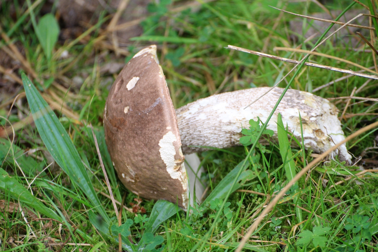 Bolete  Bolete