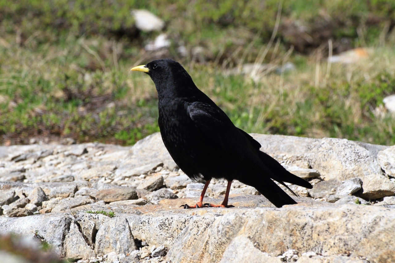 Alpine Chough  Alpine Chough