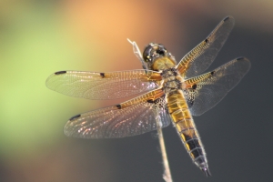 4 Spotted Chaser