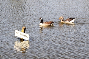 Canada and Greylag Goose