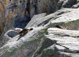 Marmots