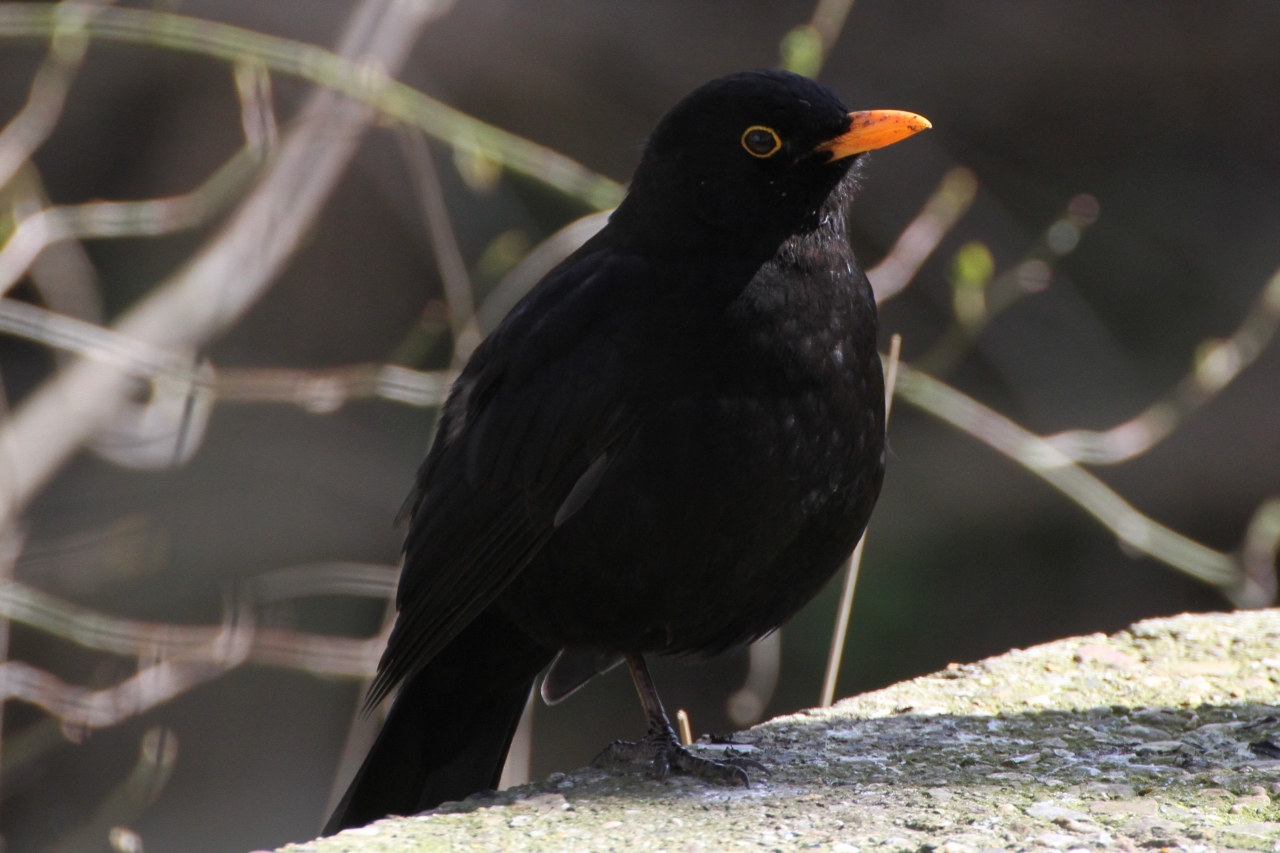 Blackbird male