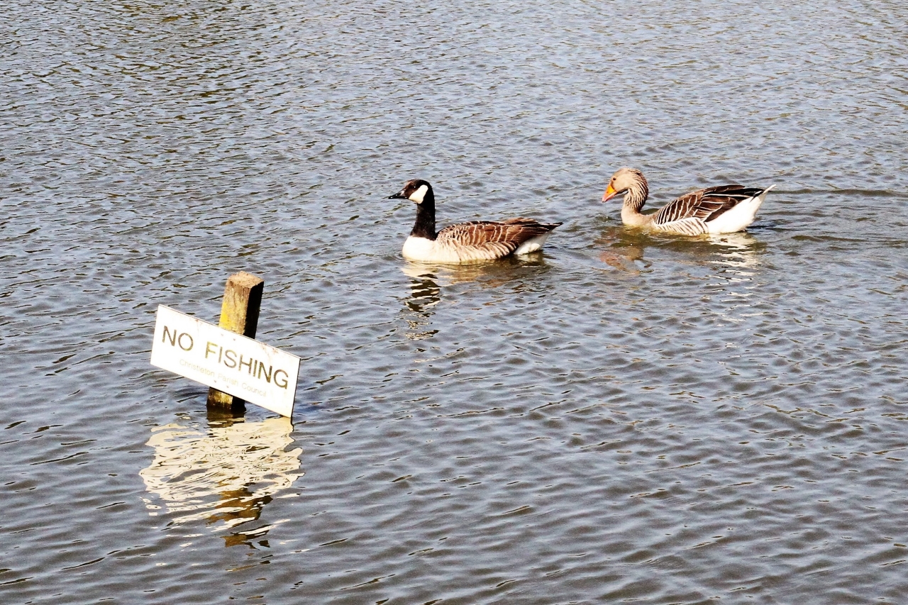 Canada and Greylag Goose  Canada and Greylag Goose