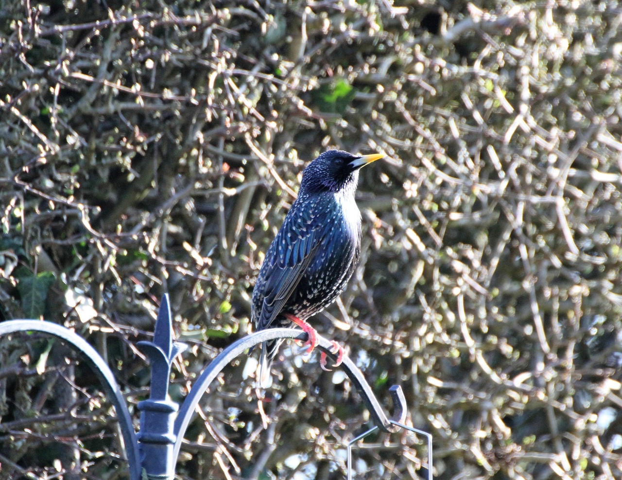 Starling  Starling