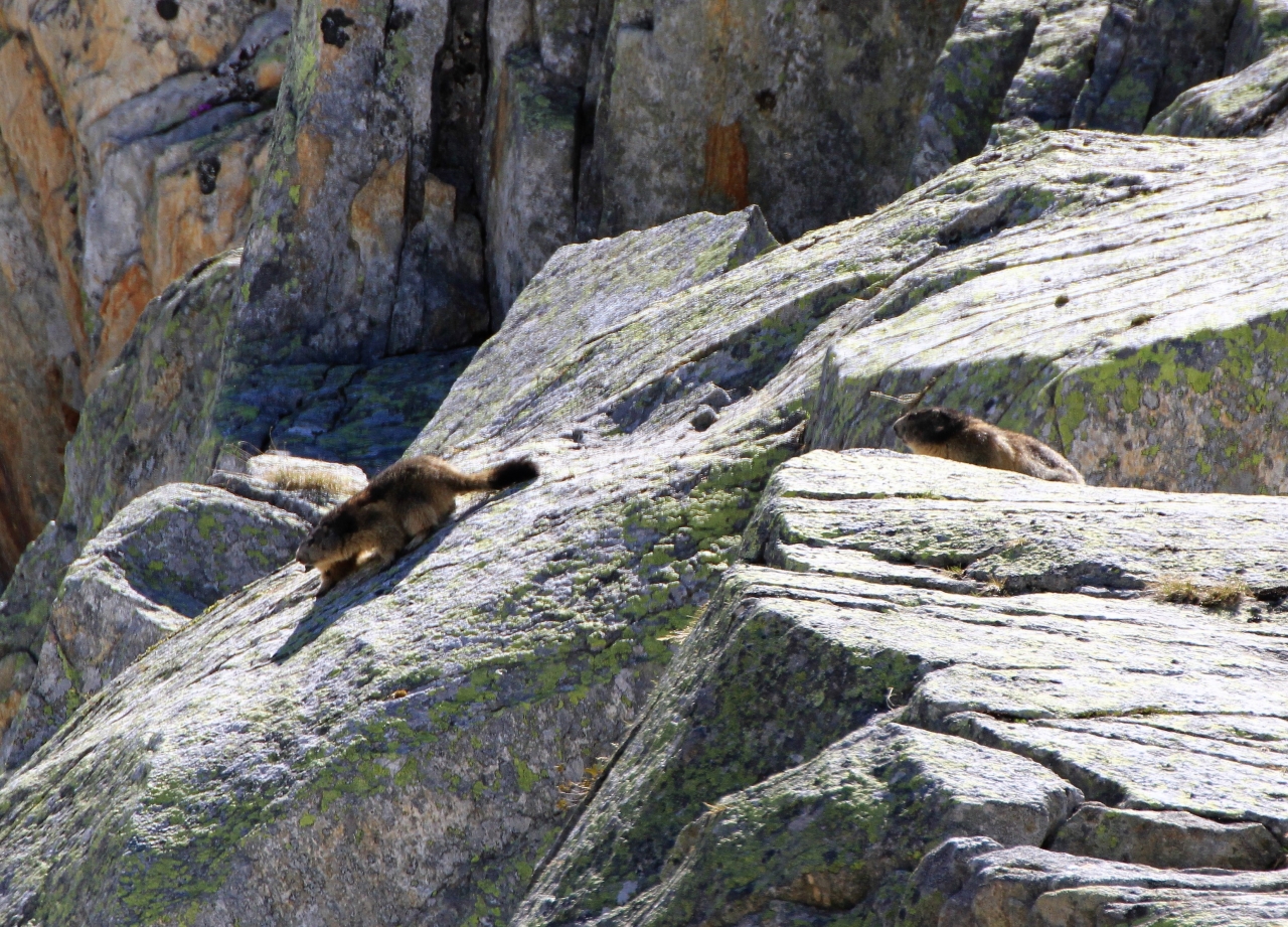 Marmots  Marmots