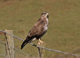 Buzzard
