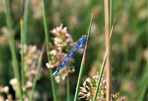Common Blue Damselfly
