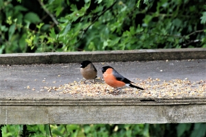 Bullfinches
