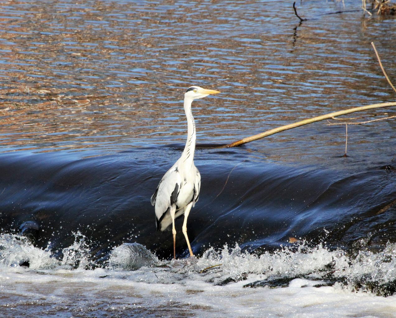 Grey Heron  Grey Heron