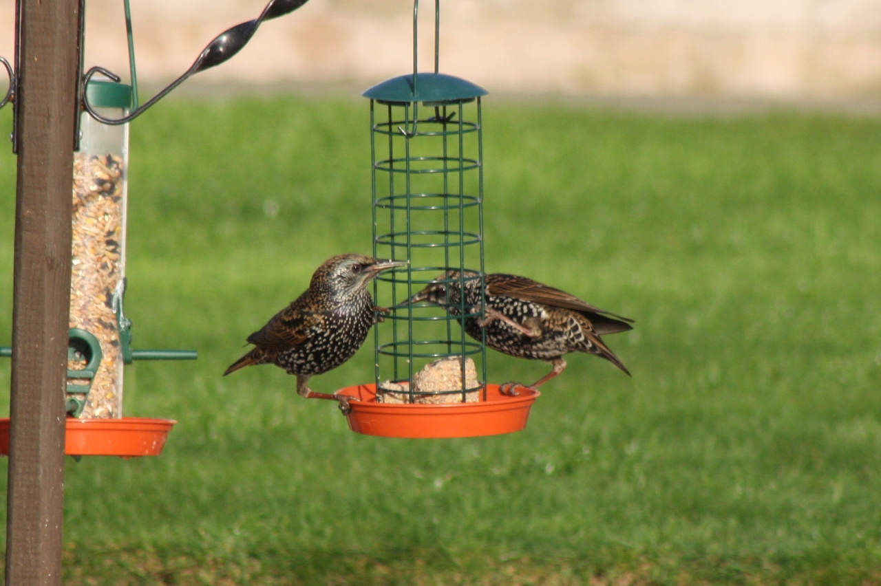 Chicken in the Wood  Chicken in the Wood