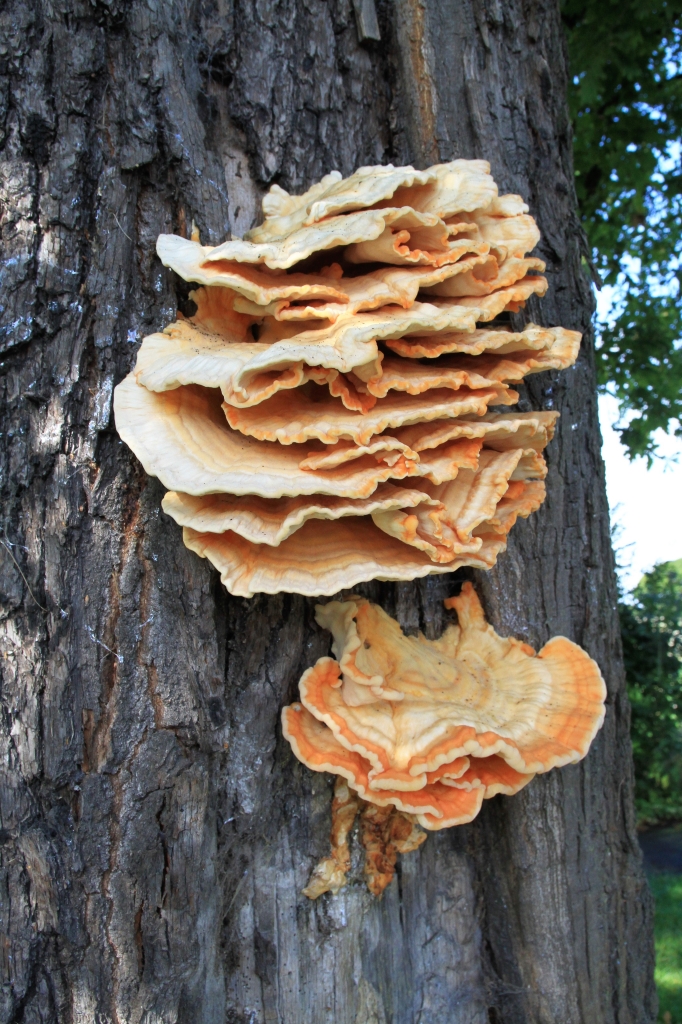 Chicken in the Wood  Chicken in the Wood