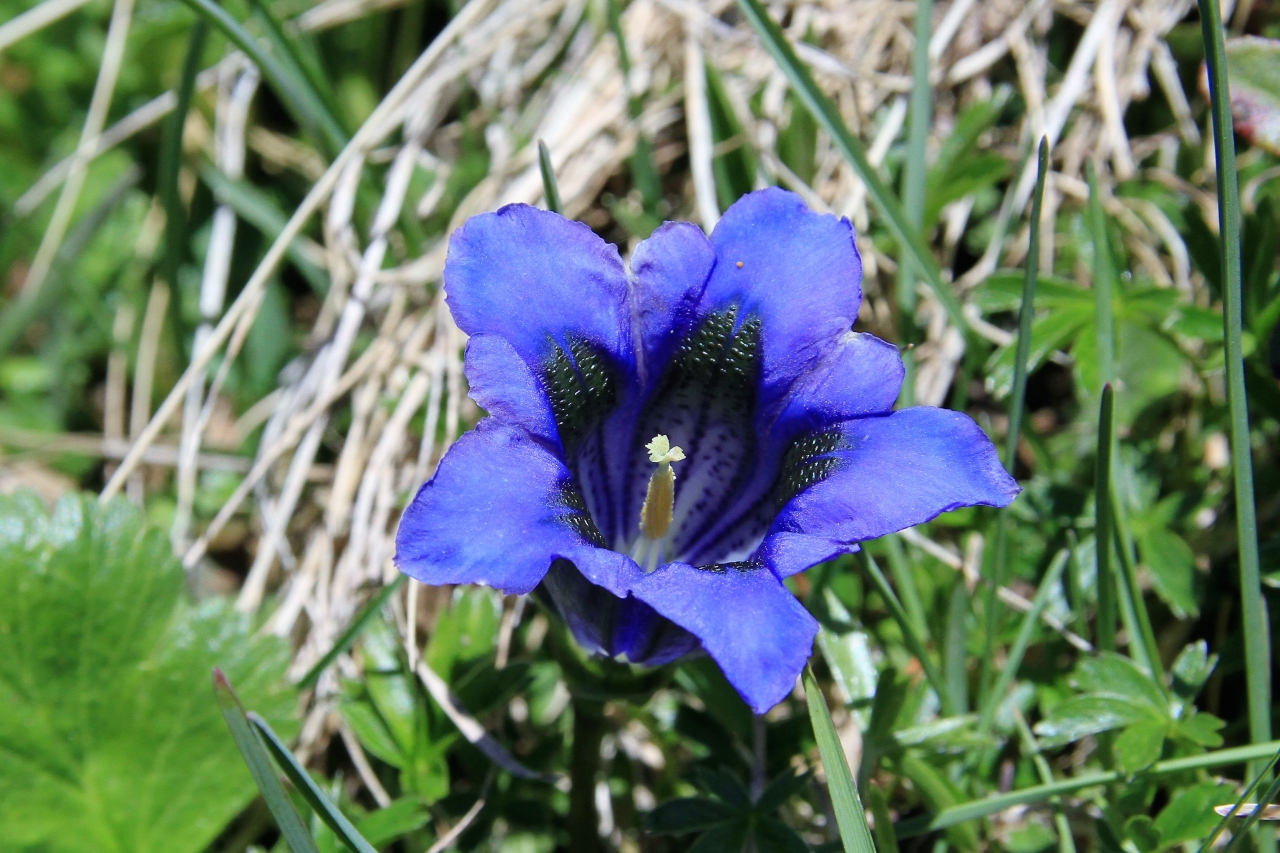 Gentian  Gentian