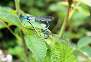 Common Blue Damselflies mating