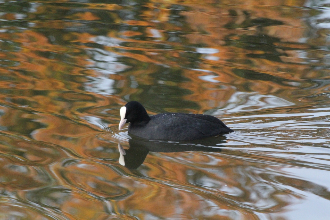 Coot