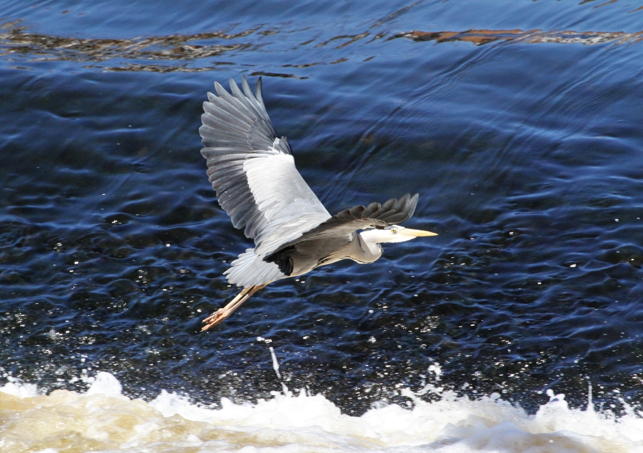 Grey Heron  Grey Heron