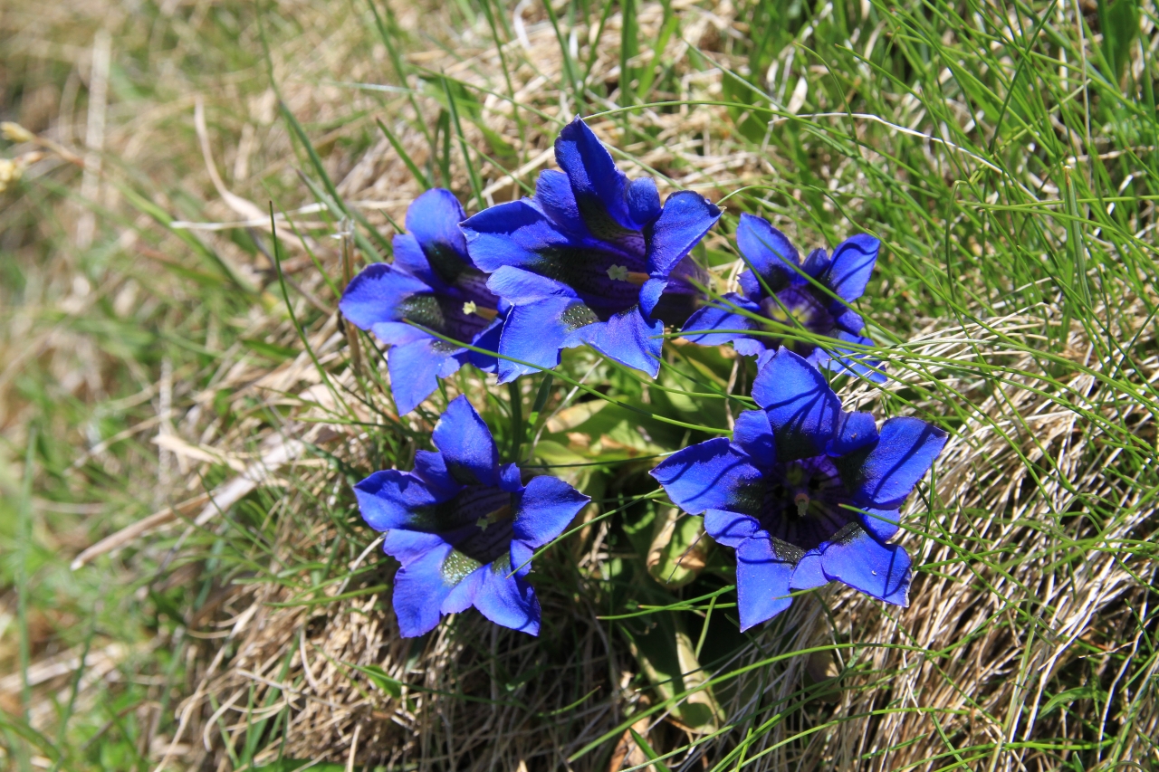 Tubular Gentian  Tubular Gentian