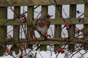 Fieldfare