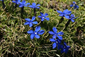 Common Gentian