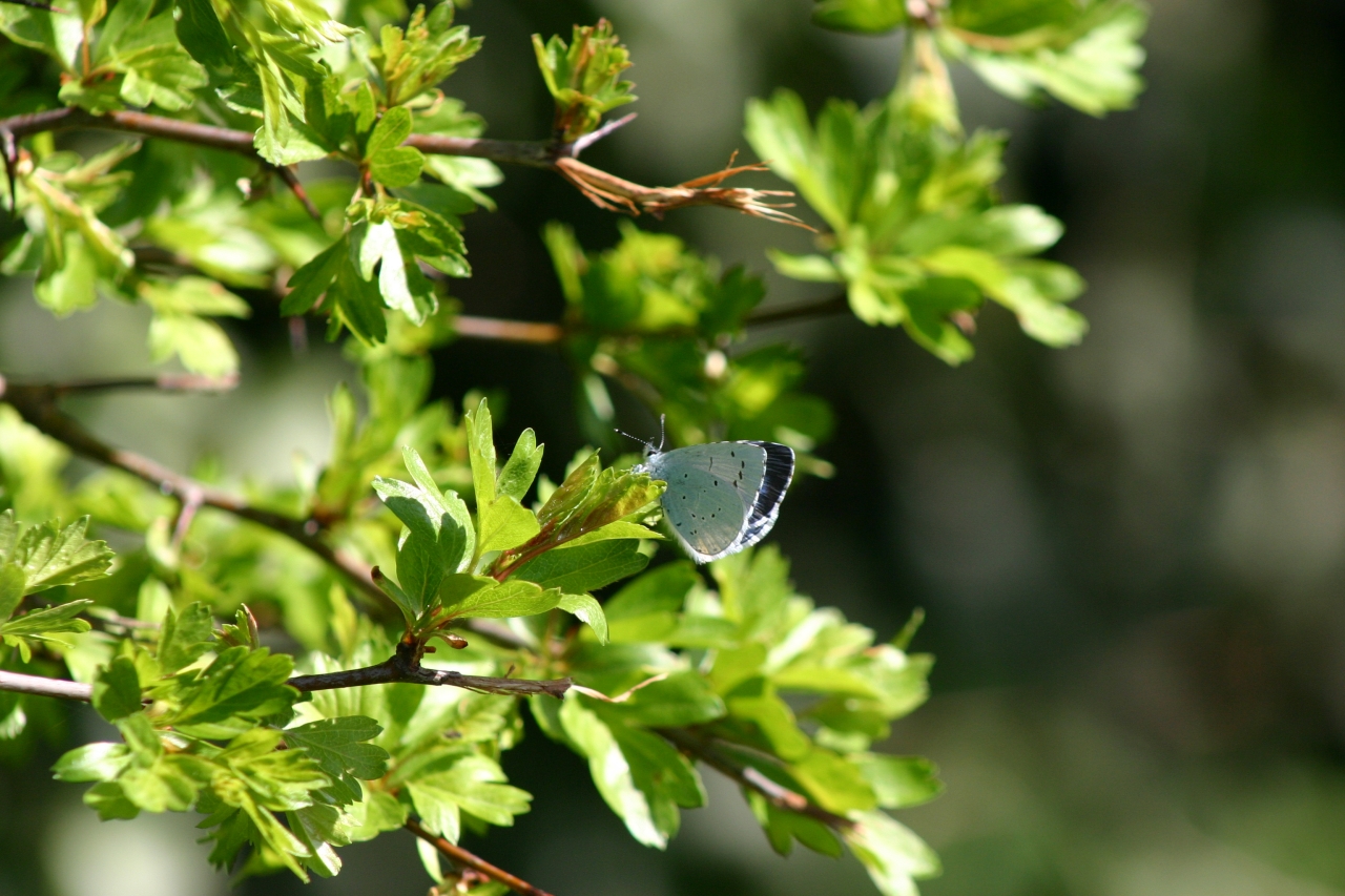 Hollyblue  Hollyblue