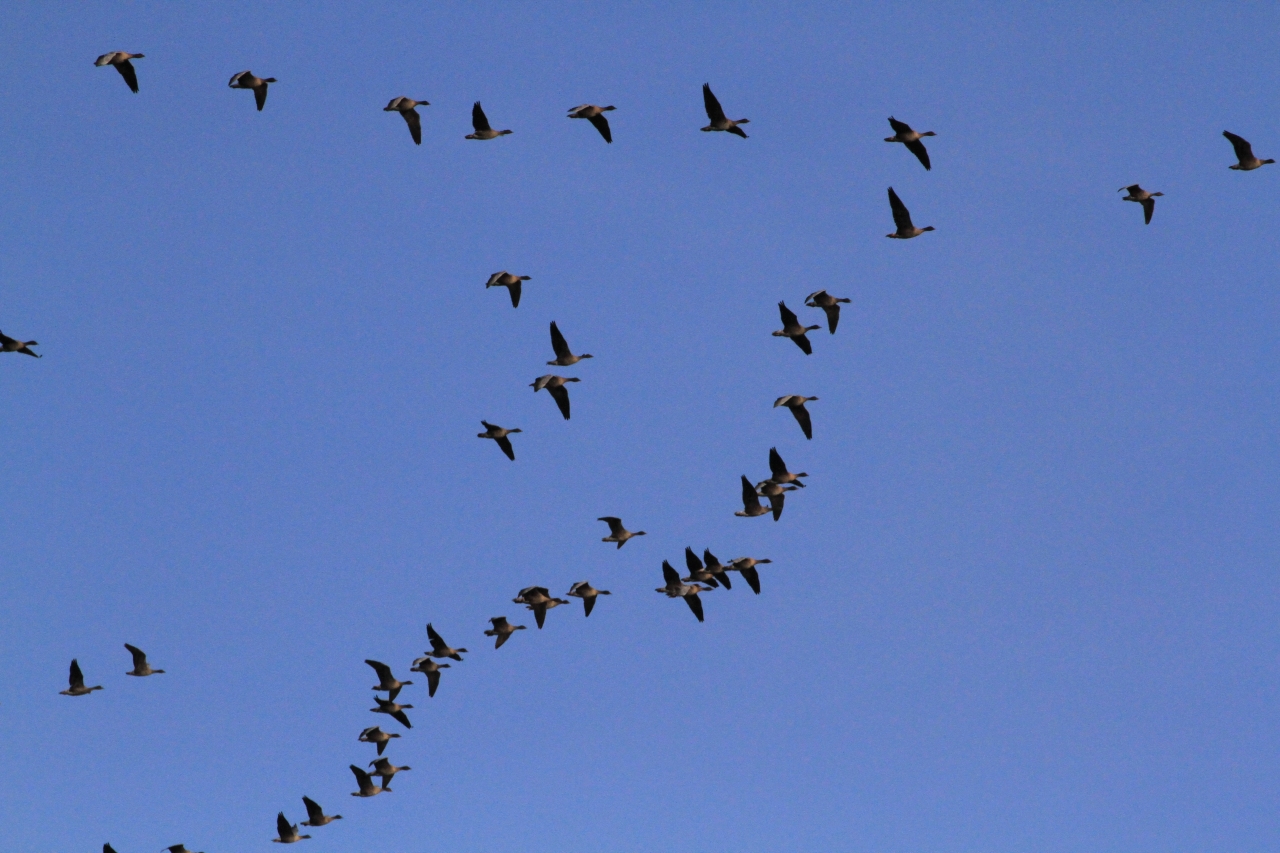 Pink feet geese over Rowton  Pink feet geese over Rowton