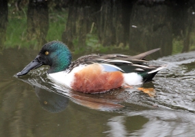 Shoveler