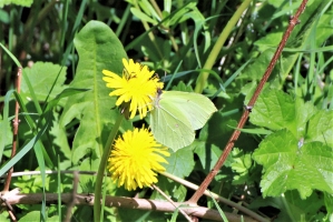Brimstone