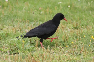 Chough at South Stack