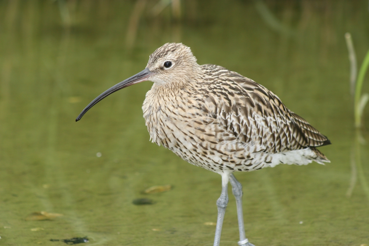 Curlew