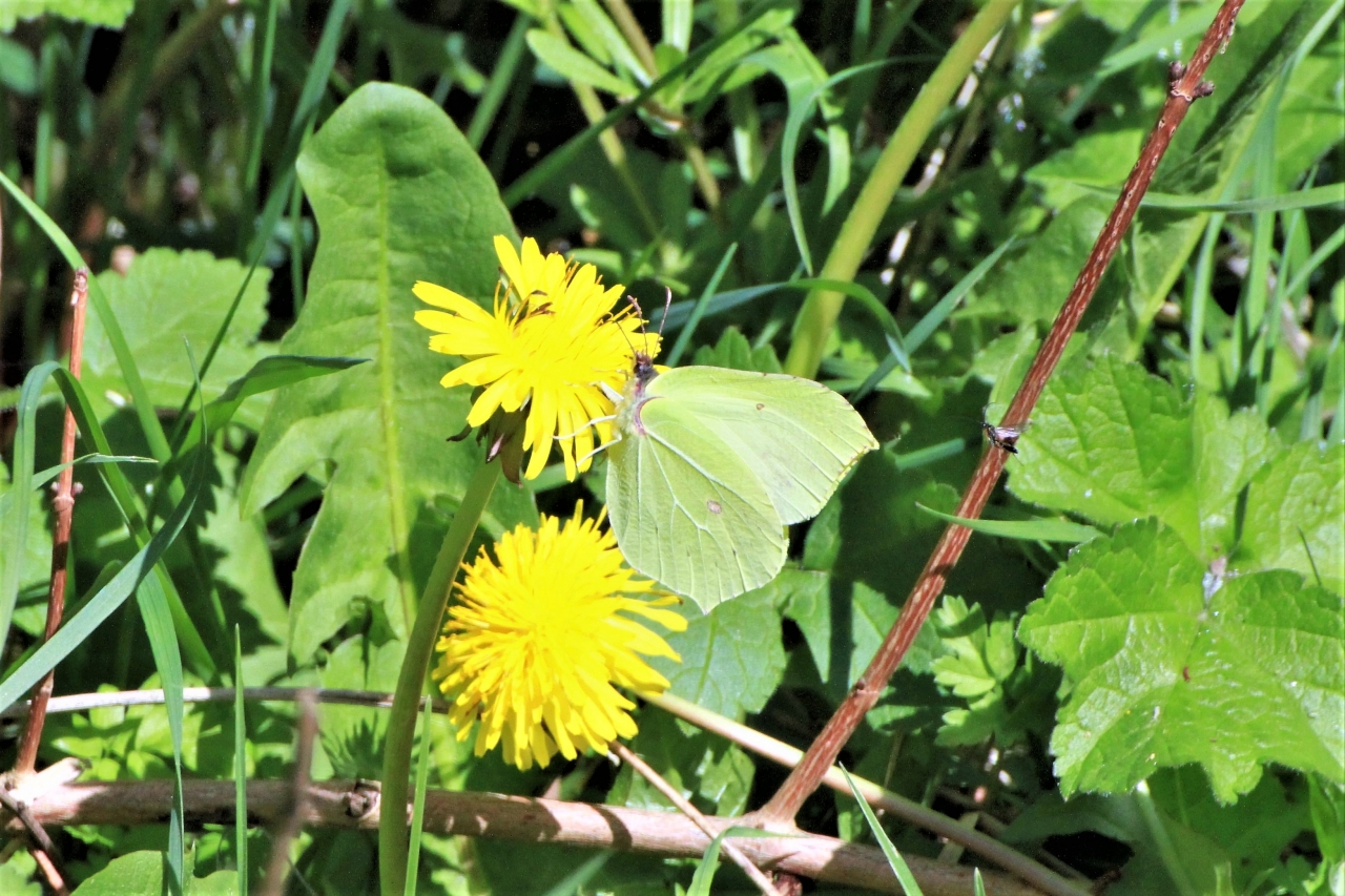 Brimstone  Brimstone