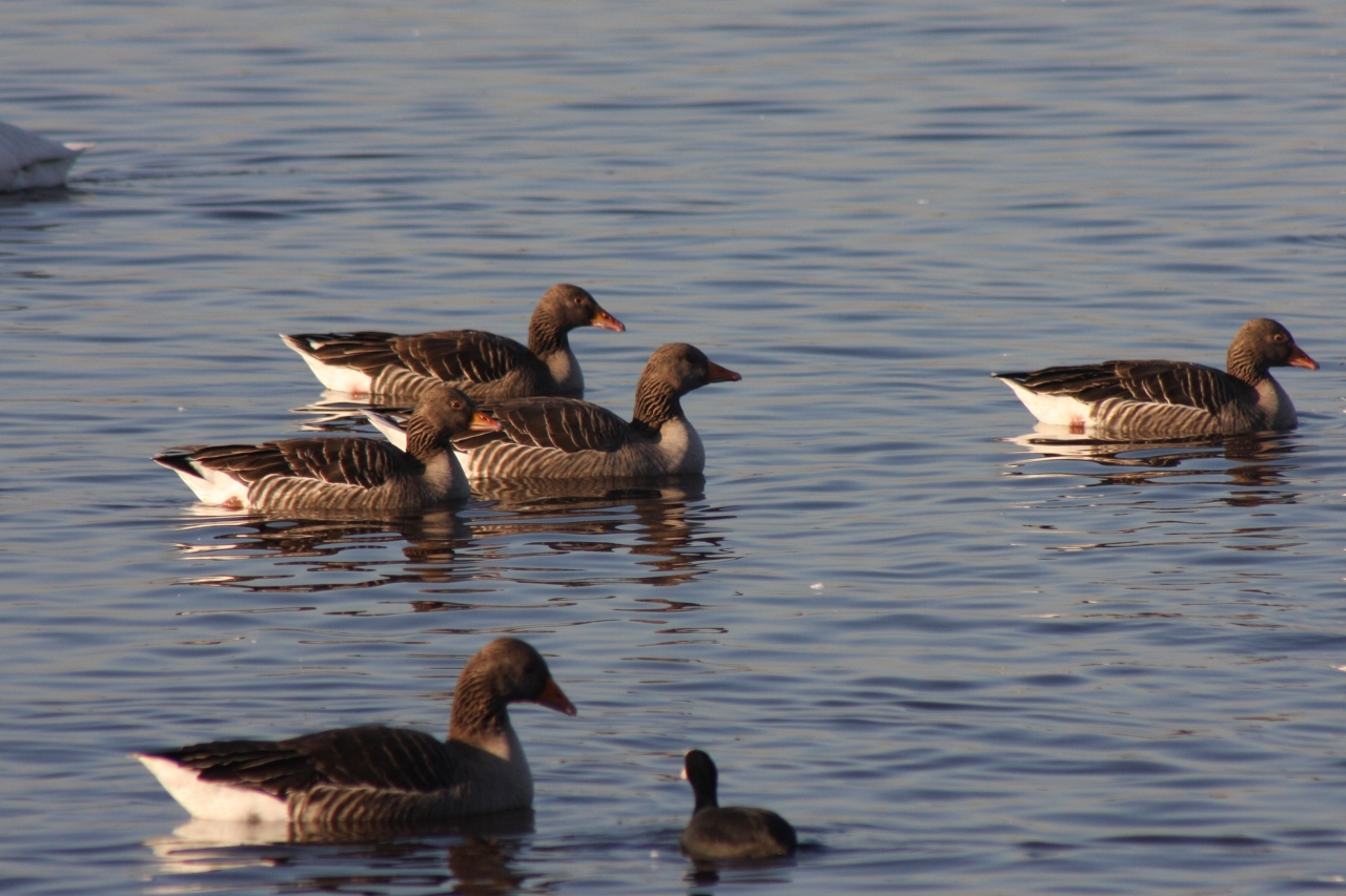 Pink footed geese  Pink footed geese