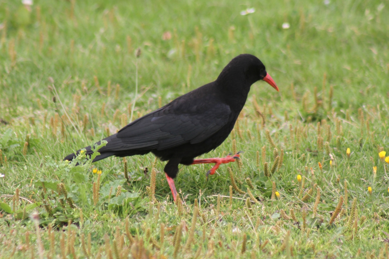 Chough at South Stack  Chough at South Stack