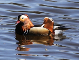 Mandarin Ducks
