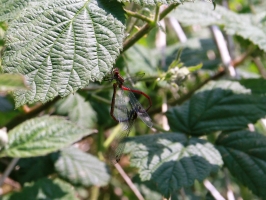 Red Damselfly mating