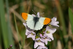Orange Tip