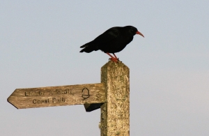 Chough