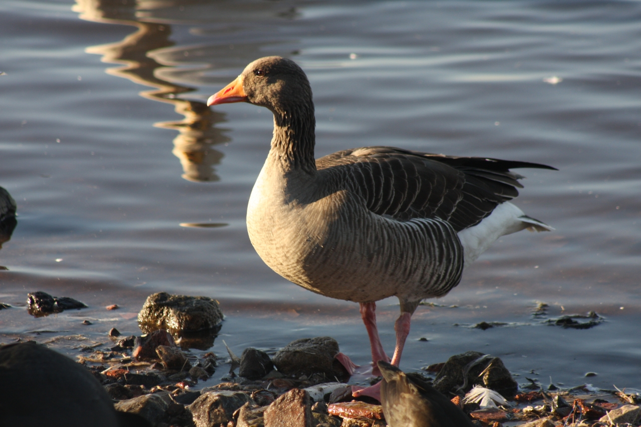 Pink footed goose  Pink footed goose