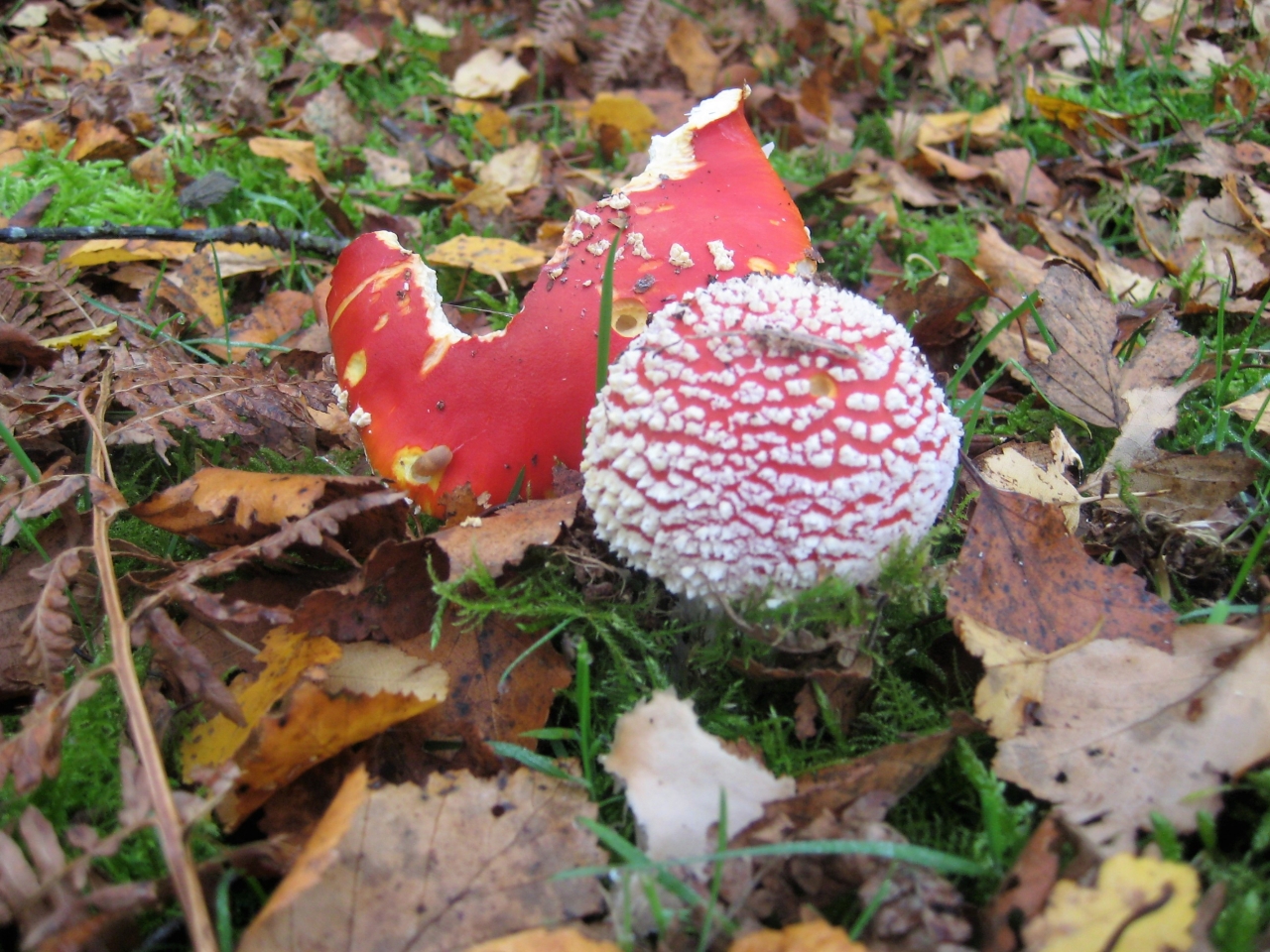 Fly Agaric  Fly Agaric